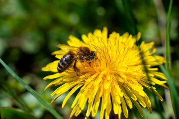 Honey bee takes nectar on spring yellow dandelion flower
