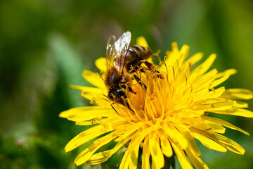 Honey bee takes nectar on spring yellow dandelion flower