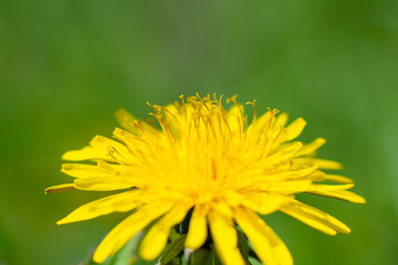 Spring flower yellow dandelion on green grass background.