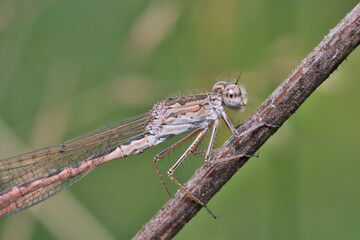 Dragonfly (Coenagrionidae) sits on a dry grass stalk. Transparent wings with a strict pattern are folded along the body. 