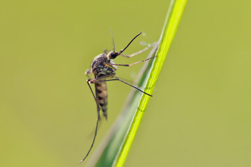 A mosquito is resting on a green leaf of grass. 
Male and female mosquitoes feed on nectar and plant juices, but females can suck animal blood.
