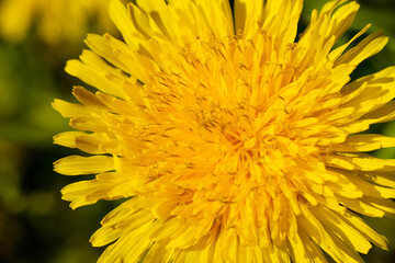 Yellow dandelion flower, petals close-up