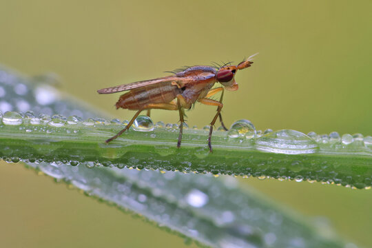A beautiful swamp fly, Tetanocera ferruginea, sits on a blade of grass covered with dew drops.