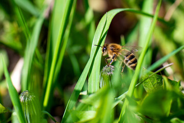 A honey bee sits on a green blade of grass. Close-up