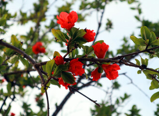 Red orange gorgeous pomegranate tree flower close-up against blue sky and green leaves. Summer flowers 