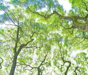 Green treetops from below in concept of environmental ecology and sustainable energy or Earth day, wild wood scenic using for wallpaper, background, or book cover