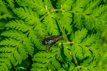Fly on a leaf