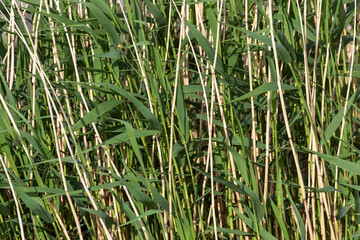 Grass and dry reeds in generic background image