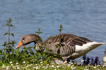 Wild goose feeding on leaf growing among stinging nettles. Summer flowers on the ground. Water background