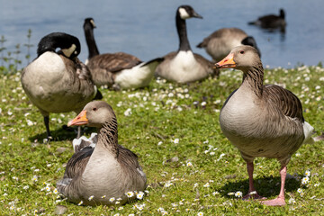 Flock of geese on green grass with white summer flowers. Water background on sunny day