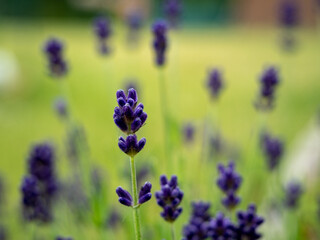 Lavender close up.