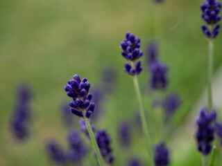 Fototapeta premium Lavender close up.