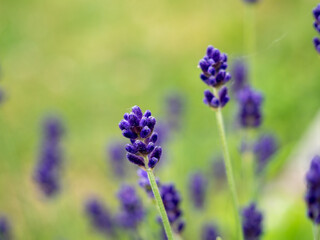 Lavender close up.