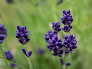 Obraz premium Lavender close up.