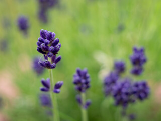 Lavender close up.