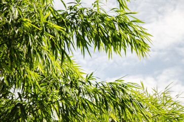 Obraz premium Paseo Punta Tacuara Corrientes