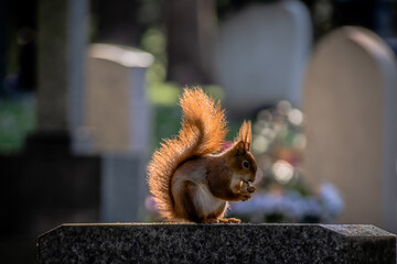 Squirrel feeding on tombstone in Stuttgart Cemetery