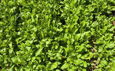 Fototapeta na wymiar Arugula or eruca vesicaria growing in the field. Arugula cultivation. Top of view.