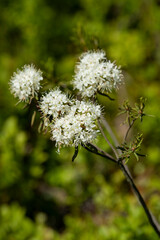 White blooming flowers of Ledum palustre in the summer forest. Purity of green wood