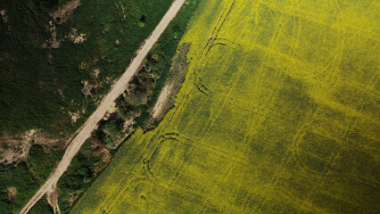 Blooming rapeseed field. Aerial photography.