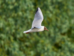 Martin ordinary flies over the lake
