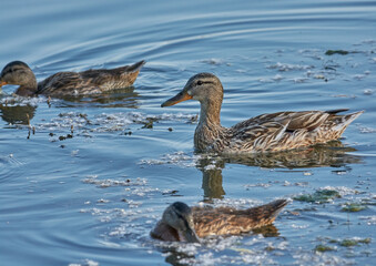 Duck swim on the lake