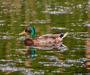 Duck swim on the lake