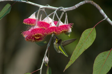 Rare Silver princess eucalyptus tree with anna hummingbird © kathy
