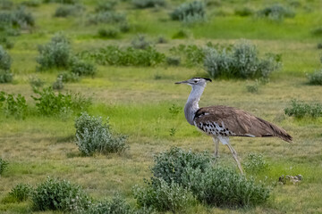 Kori Bustard, Ardeotis kori, big bird in the bush in Namibia in rain season
