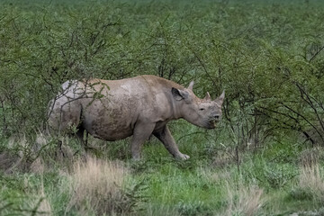 A black rhinoceros, Diceros bicornis, eating in the bush in Namibia, wild animal
