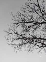 silhouette of a tree