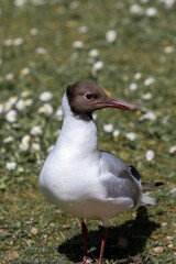 Gull in closeup standing on grass in sunlight