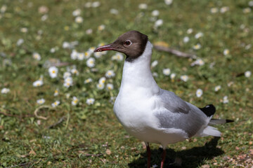 Fototapeta na wymiar Gull in closeup standing on grass in sunlight
