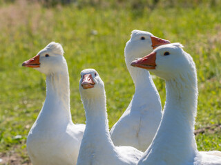 white geese on the farm
