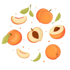 Summer fruit collection, set of vector peaches, vector peach. Fresh garden fruit doodle, organic vegan food, juicy peach vector