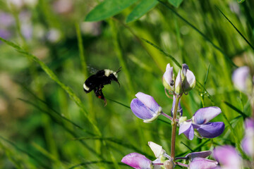 Yellow-faced bumble bee in flight.