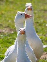 white geese on the farm