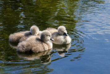 Three swan cygnets with soft fluffy down feathers float on canal water. Two birds asleep. Grand Canal, Dublin, Ireland