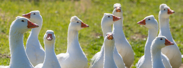white geese on the farm