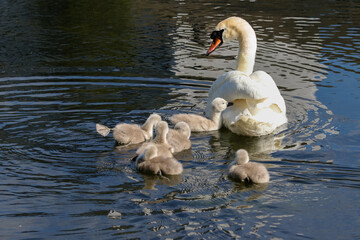 Baby swans in water rush to climb under mother's wing while swimming in Grand Canal. Cute fluffy young fledglings with webbed feet. 