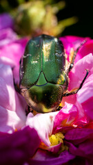 Rose chafer ( Cetonia aurata ) dipping into the flower to consume.