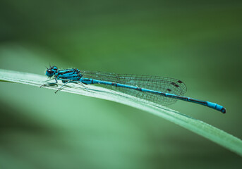 Common blue damselfly ( Enallagma cyathigerum ) resting on grass blade