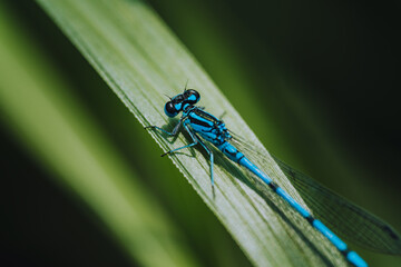 Common blue damselfly ( Enallagma cyathigerum ) resting on grass blade