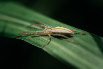 Tibellus oblongus waiting for prey to come on a grass.