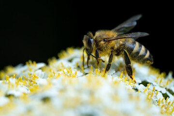 European honey bee (Apis mellifera) on an yellow flower. Macro photo of the specie with focus on the head.