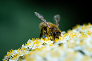 European honey bee (Apis mellifera) on an yellow flower. Macro photo of the specie with focus on the head.