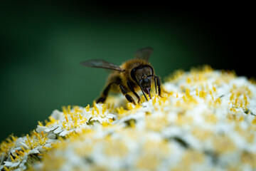 European honey bee (Apis mellifera) on an yellow flower. Macro photo of the specie with focus on the head.