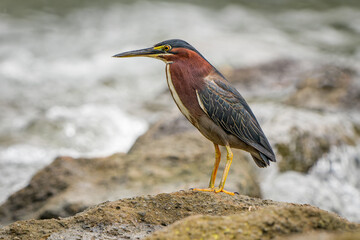 Green Heron Butorides virescens hunting in a river in Costa Rica