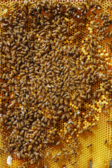 Bees on a honey comb with pollen.