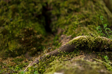 Seaweed under the tree Mock Up 